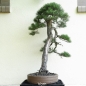 Preview: Bonsai, Pinus sylvestris